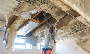 Best Attic Mold Removal in USA